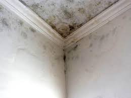 Best Basement Mold Removal  in Midland, NC