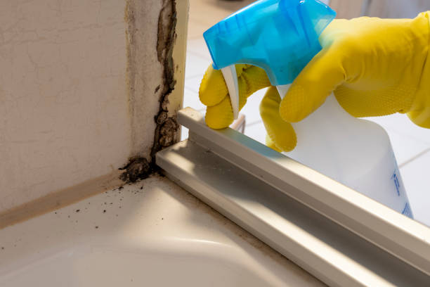 Best Mold Damage Restoration  in Midland, NC