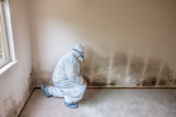 Best Attic Mold Removal  in Midland, NC