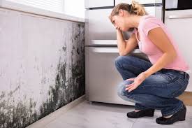 Why You Should Choose Our Mold Remediation Services in Midland, NC